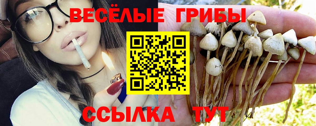 Галлюциногенные грибы Psilocybine cubensis Курск